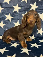 Buster, a male Miniature Dachshund for sale in Springfield, MO – 5 of 6