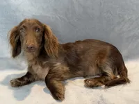 Boomer, a male Miniature Dachshund for sale in Springfield, MO – 7 of 7