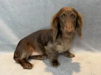 Boomer, a male Miniature Dachshund for sale in Springfield, MO – 6 of 7