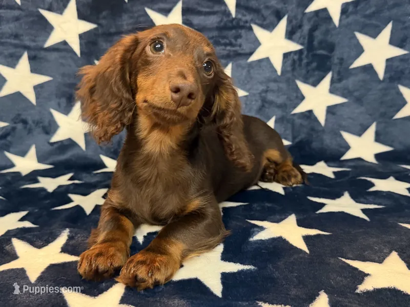Buster – Miniature Dachshund puppy for sale in Springfield, MO