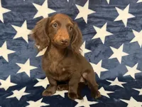 Stella, a female Miniature Dachshund for sale in Springfield, MO – 6 of 8
