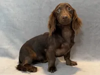 Stella, a female Miniature Dachshund for sale in Springfield, MO – 5 of 7