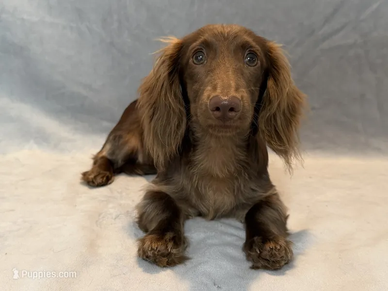 Boomer – Miniature Dachshund puppy for sale in Springfield, MO