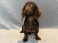 Stella, a female Miniature Dachshund for sale in Springfield, MO – 3 of 7