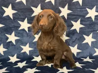 Stella, a female Miniature Dachshund for sale in Springfield, MO – 4 of 8