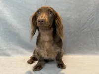 Boomer, a male Miniature Dachshund for sale in Springfield, MO – 4 of 7