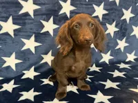 Stella, a female Miniature Dachshund for sale in Springfield, MO – 5 of 8