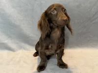 Stella, a female Miniature Dachshund for sale in Springfield, MO – 6 of 7