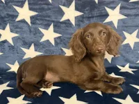 Stella, a female Miniature Dachshund for sale in Springfield, MO – 1 of 8