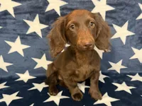 Stella, a female Miniature Dachshund for sale in Springfield, MO – 8 of 8