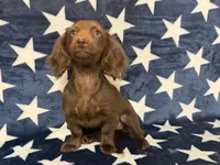 Stella, a female Miniature Dachshund for sale in Springfield, MO – 7 of 8