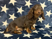 Buster, a male Miniature Dachshund for sale in Springfield, MO – 6 of 6