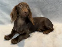 Stella, a female Miniature Dachshund for sale in Springfield, MO – 4 of 7