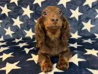 Buster, a male Miniature Dachshund for sale in Springfield, MO – 4 of 6