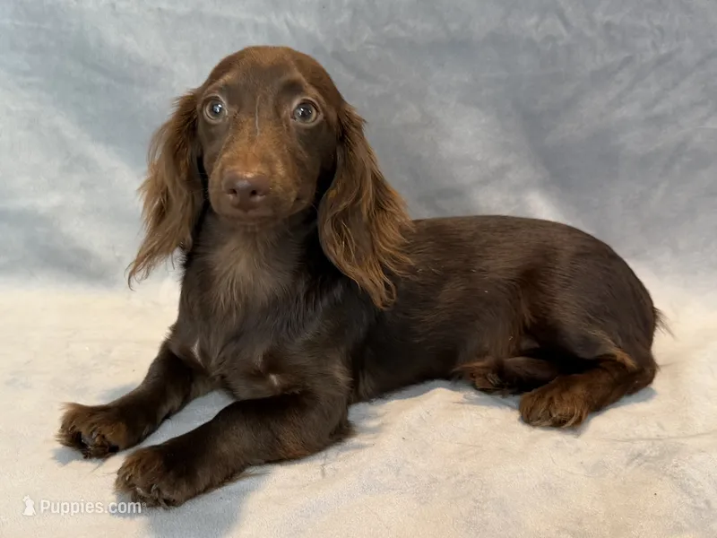 Stella – Miniature Dachshund puppy for sale in Springfield, MO