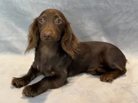 Stella, a female Miniature Dachshund for sale in Springfield, MO – 1 of 7