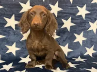 Stella, a female Miniature Dachshund for sale in Springfield, MO – 2 of 8