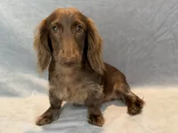 Boomer, a male Miniature Dachshund for sale in Springfield, MO – 5 of 7