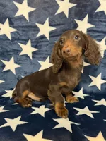 Buster, a male Miniature Dachshund for sale in Springfield, MO – 3 of 6