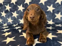 Buster, a male Miniature Dachshund for sale in Springfield, MO – 2 of 6