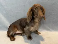 Boomer, a male Miniature Dachshund for sale in Springfield, MO – 3 of 7
