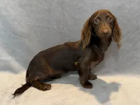 Stella, a female Miniature Dachshund for sale in Springfield, MO – 7 of 7