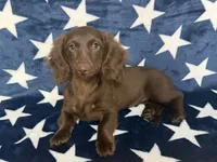 Stella, a female Miniature Dachshund for sale in Springfield, MO – 3 of 8