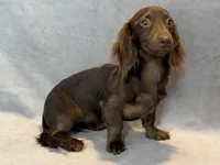 Stella, a female Miniature Dachshund for sale in Springfield, MO – 2 of 7