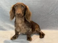 Boomer, a male Miniature Dachshund for sale in Springfield, MO – 2 of 7