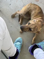 Tiger , a female American Pit Bull Terrier for sale in Macon, GA – Photo 2 of 2