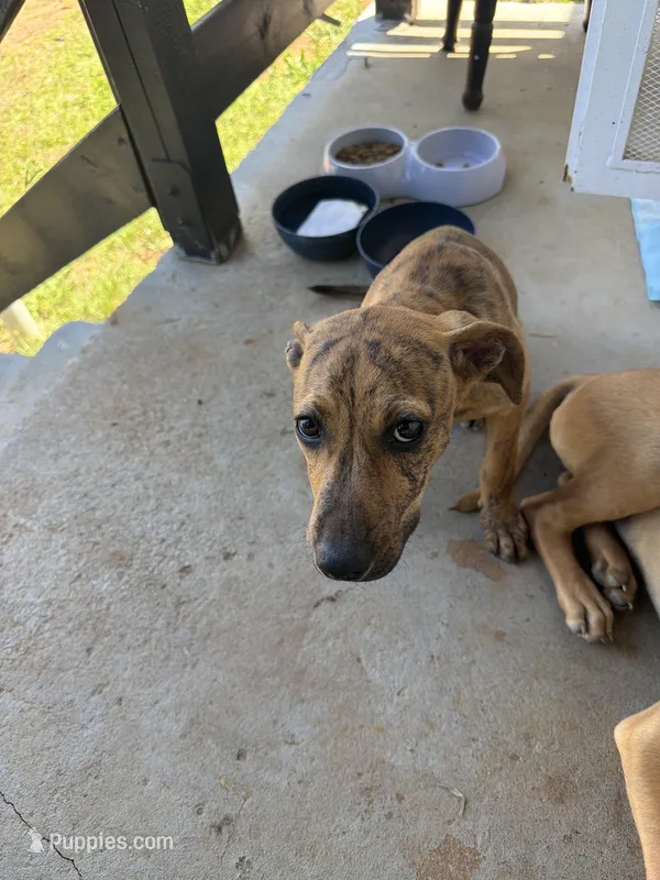 Tiger  – American Pit Bull Terrier puppy for sale in Macon, GA