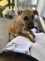 Fresh , a male American Pit Bull Terrier for sale in Macon, GA – Photo 3 of 3