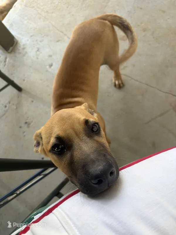 Fresh  – American Pit Bull Terrier puppy for sale in Macon, GA