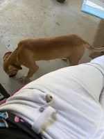 Fresh , a male American Pit Bull Terrier for sale in Macon, GA – Photo 2 of 3