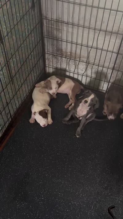Bluey, a male American Staffordshire Terrier for sale in Gary, IN – 10 of 10