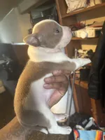 Bluey, a male American Bulldog and American Staffordshire Terrier for sale in Gary, IN – 4 of 9