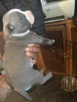 Bluey, a male American Bulldog and American Staffordshire Terrier for sale in Gary, IN – 2 of 9
