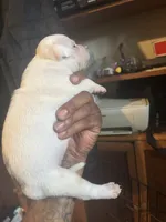 Bluey, a male American Bulldog and American Staffordshire Terrier for sale in Gary, IN – 8 of 9