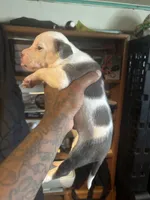 Bluey, a male American Bulldog and American Staffordshire Terrier for sale in Gary, IN – 6 of 9