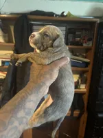 Bluey, a male American Bulldog and American Staffordshire Terrier for sale in Gary, IN – 3 of 9