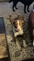 Kaiser, a male American Pit Bull Terrier for sale in Saratoga Springs, NY – 7 of 8