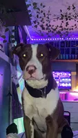 Kaiser, a male American Pit Bull Terrier for sale in Saratoga Springs, NY – 5 of 8