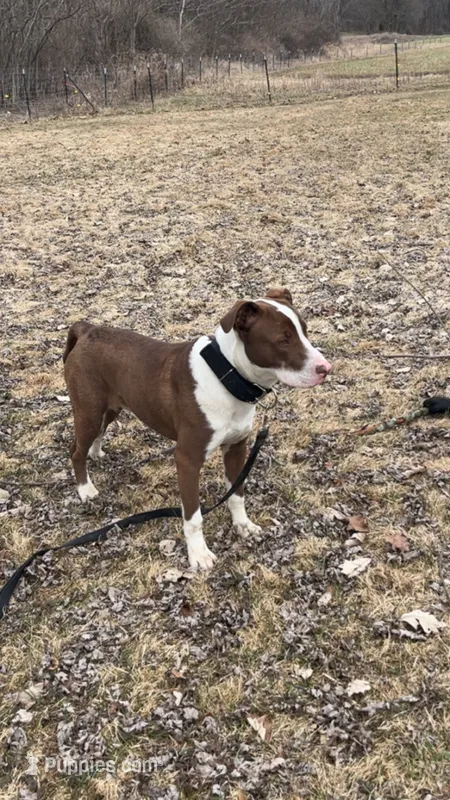 Kaiser – American Pit Bull Terrier puppy for sale in Saratoga Springs, NY
