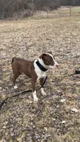 Kaiser, a male American Pit Bull Terrier for sale in Saratoga Springs, NY – 1 of 8