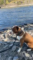 Kaiser, a male American Pit Bull Terrier for sale in Saratoga Springs, NY – 6 of 8