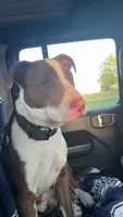 Kaiser, a male American Pit Bull Terrier for sale in Saratoga Springs, NY – 4 of 8