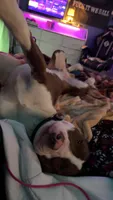 Kaiser, a male American Pit Bull Terrier for sale in Saratoga Springs, NY – 2 of 8