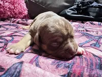 Choco, a female American Bully for sale in White Plains, NY – 7 of 10