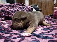 Choco, a female American Bully for sale in White Plains, NY – 9 of 10