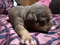 Choco, a female American Bully for sale in White Plains, NY – 3 of 10